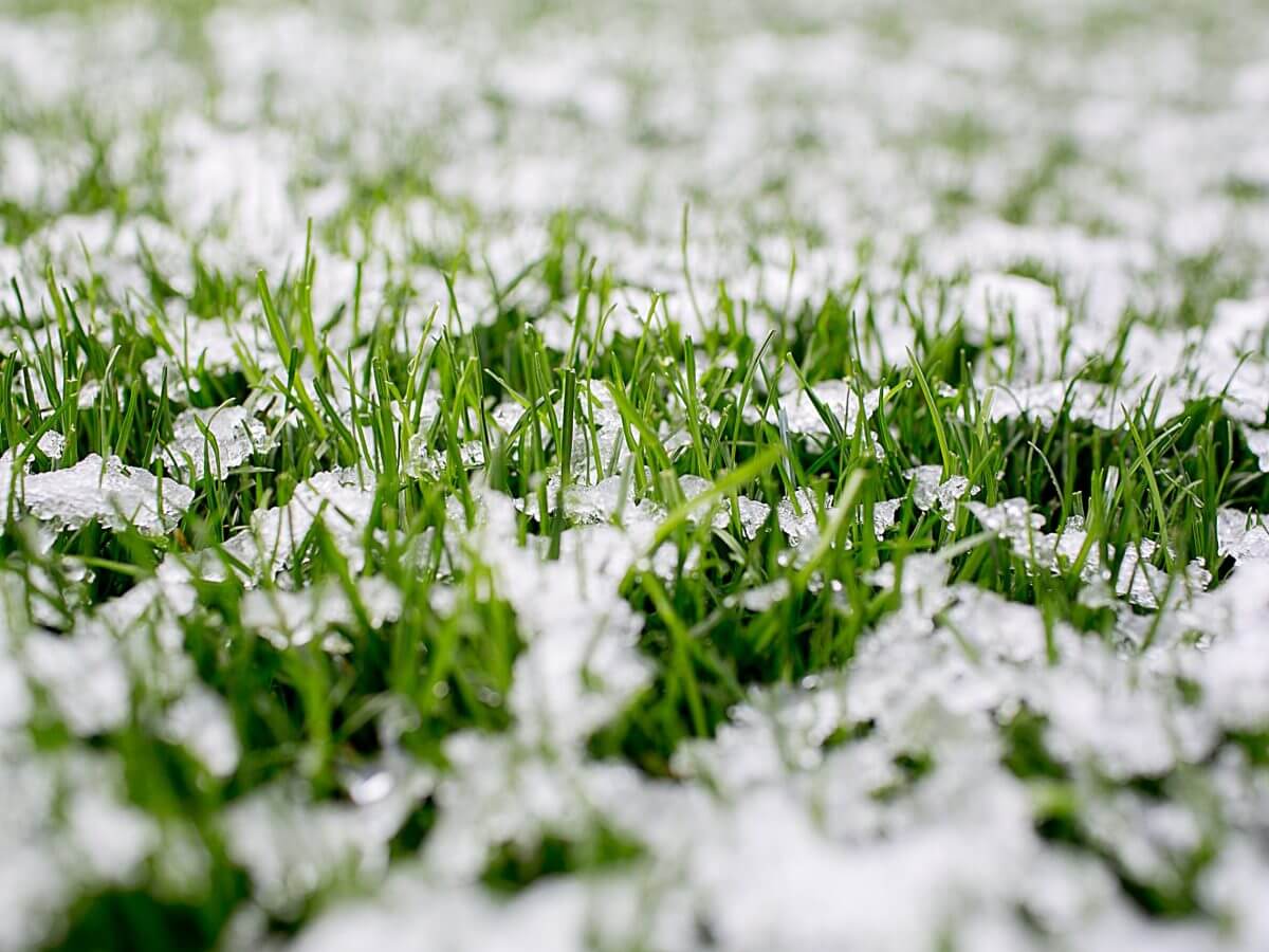 Graszoden leggen in de winter